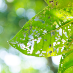 João Eustáquio De Almeida Junior analisa as estratégias mais eficientes de controle de pragas na agricultura e como aplicá-las de forma sustentável no campo.
