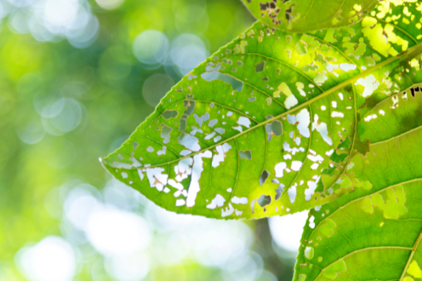 João Eustáquio De Almeida Junior analisa as estratégias mais eficientes de controle de pragas na agricultura e como aplicá-las de forma sustentável no campo.